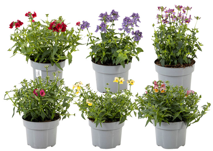 Sommerfugleblomst 'Nemesia' 15 cm potte